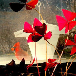 Meet your Posher, Tracy